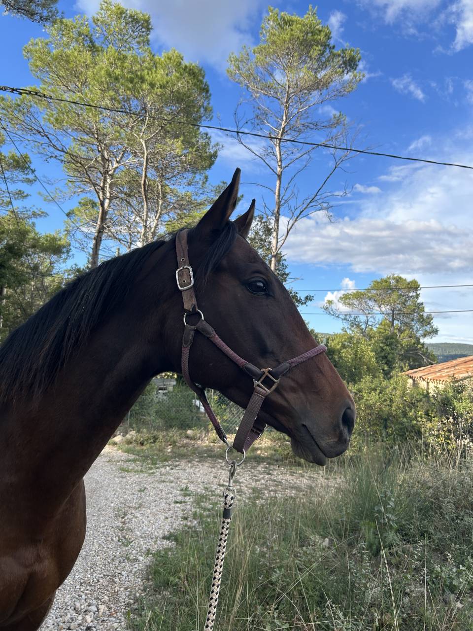 Mare English Thoroughbred For sale 2017 Bay