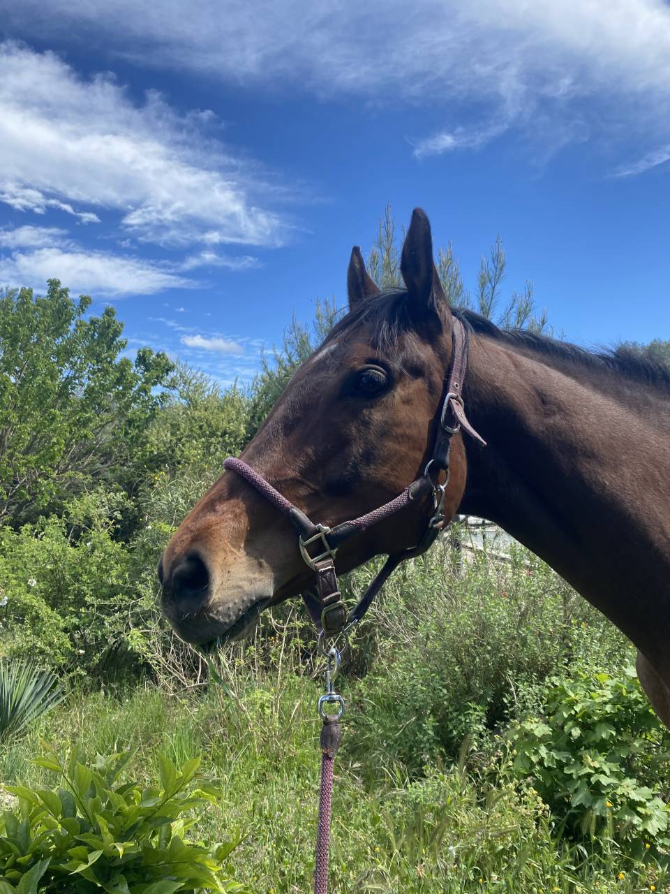 Mare English Thoroughbred For sale 2017 Bay