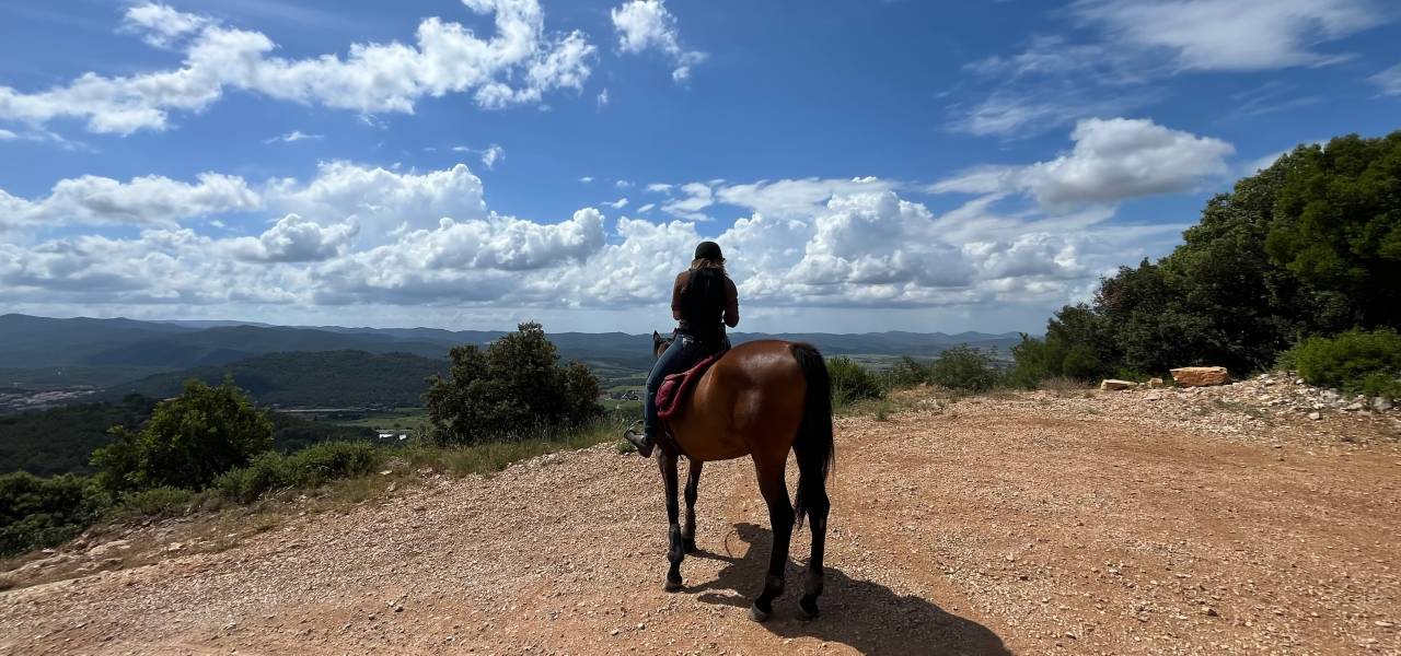 Mare English Thoroughbred For sale 2017 Bay