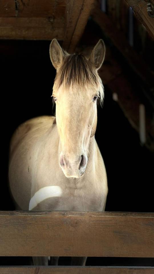 Mare Origin Recorded For sale 2021 Champagne