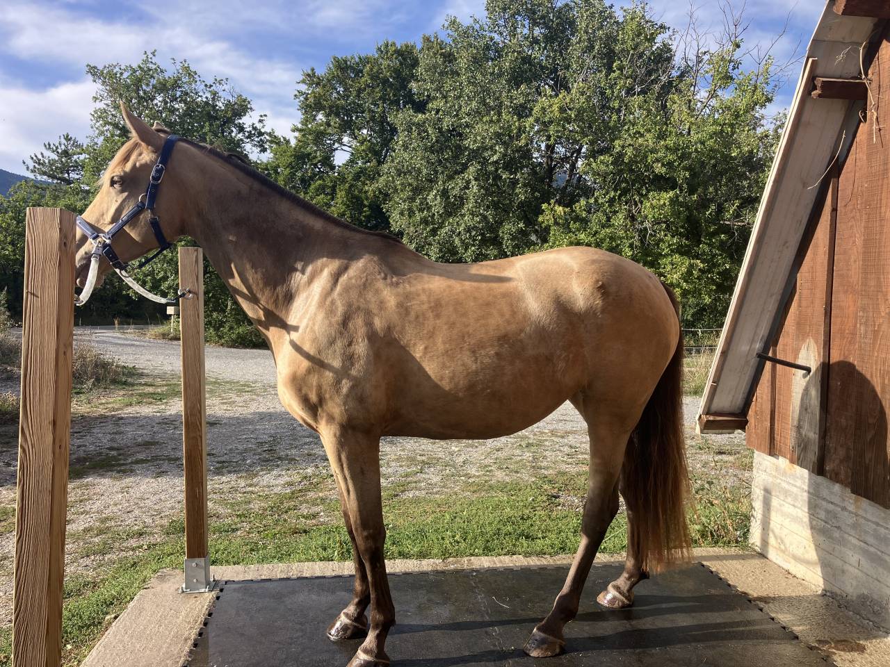 Mare Origin Recorded For sale 2021 Champagne