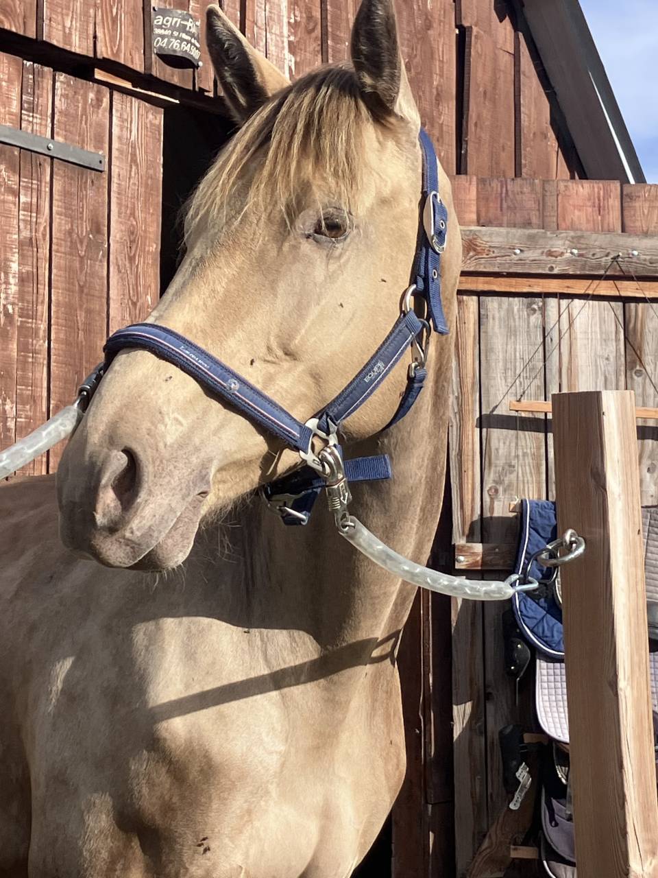 Mare Origin Recorded For sale 2021 Champagne
