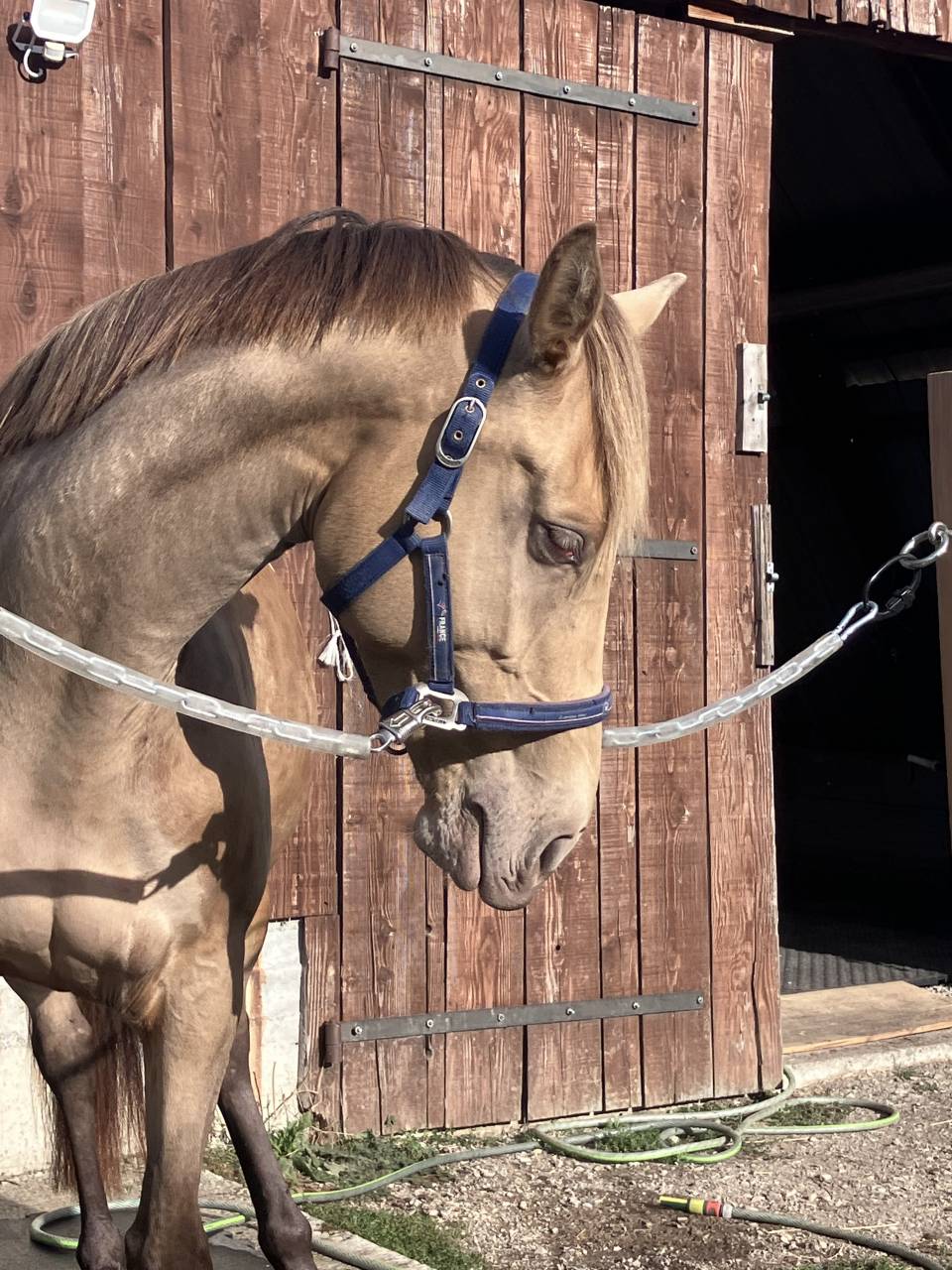 Mare Origin Recorded For sale 2021 Champagne