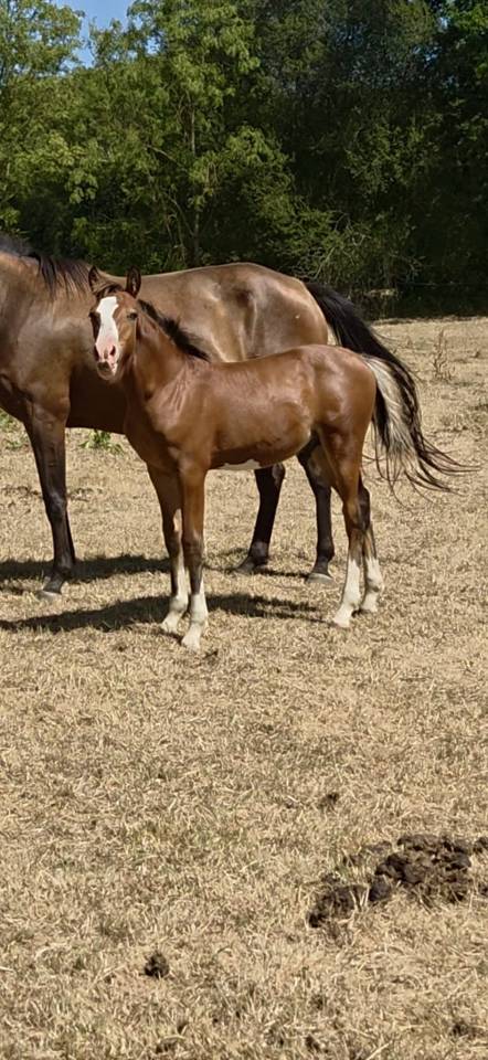 Colt French Saddle Pony For sale 2026 Bay