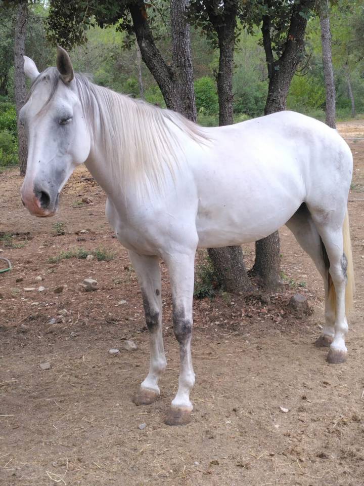 Mare Lusitano For sale 2020 White
