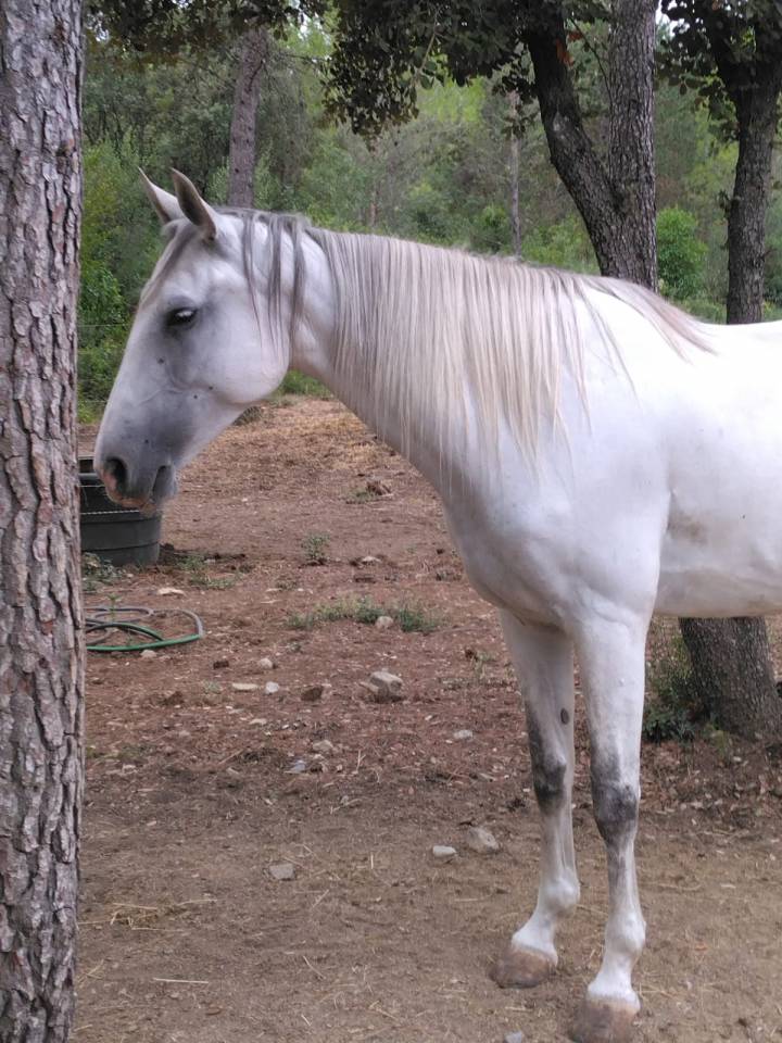 Mare Lusitano For sale 2020 White
