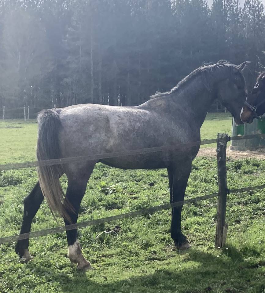 Stallion Selle Fran&ccedil;ais For sale 2023 Grey