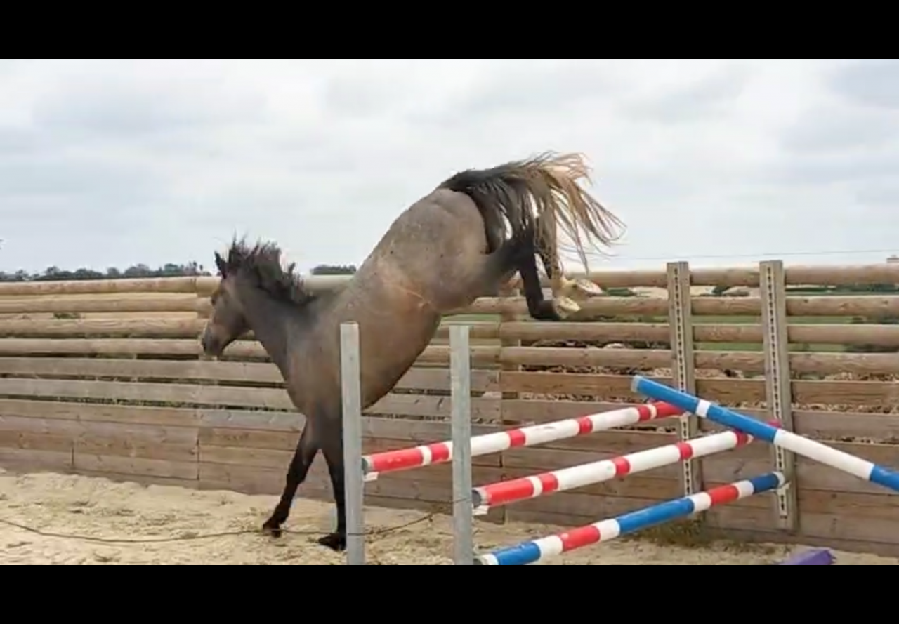 Stallion Selle Fran&ccedil;ais For sale 2023 Grey