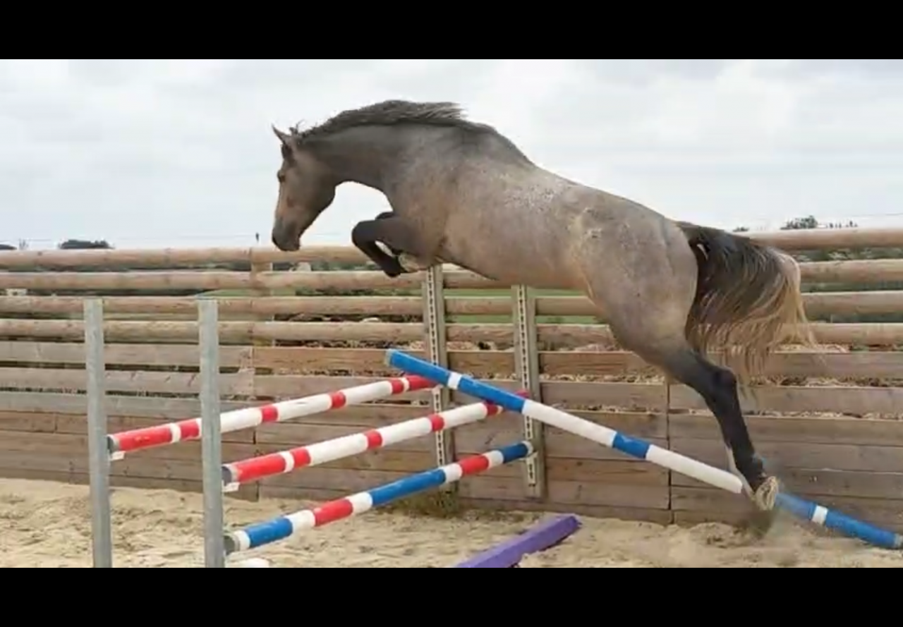 Stallion Selle Fran&ccedil;ais For sale 2023 Grey