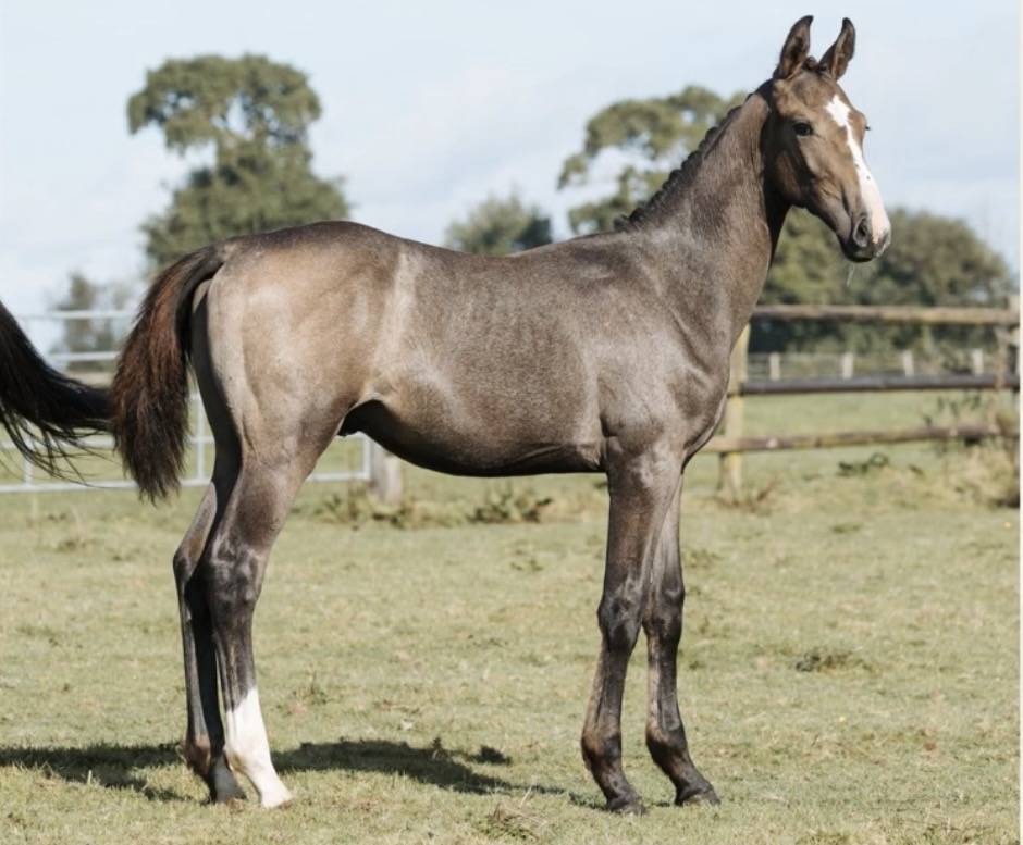 Stallion Selle Fran&ccedil;ais For sale 2023 Grey