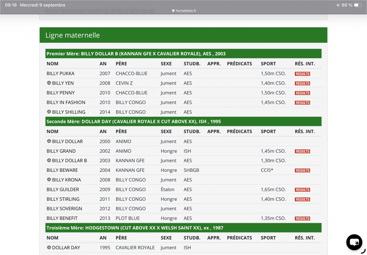 Stallion Selle Fran&ccedil;ais For sale 2023 Grey