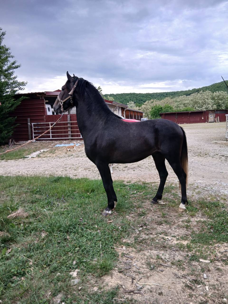 Colt Barb For sale 2023 Grey