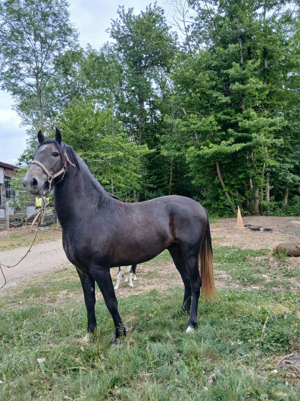 Colt Barb For sale 2023 Grey