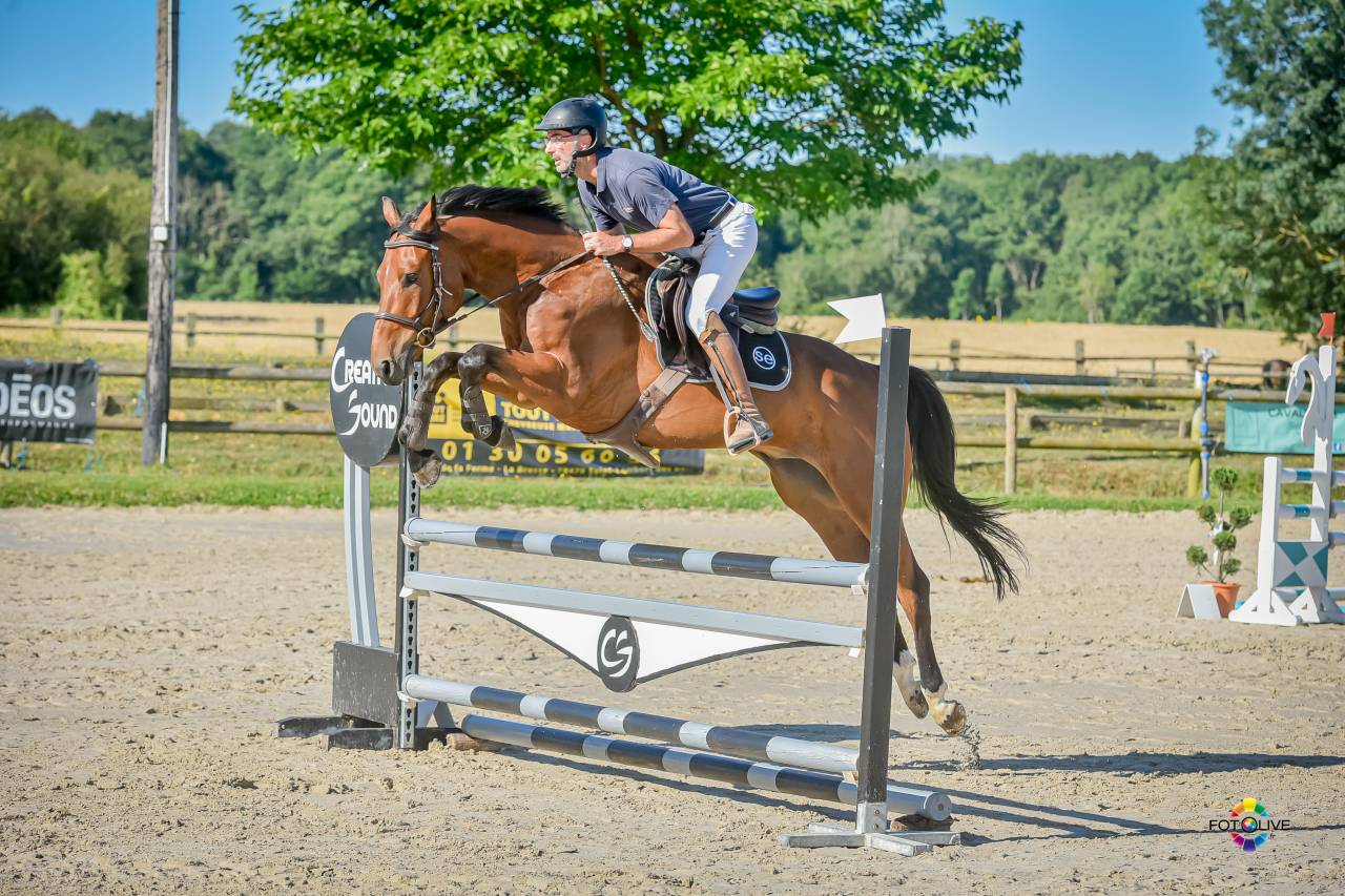 Gelding Selle Fran&ccedil;ais For sale 2021 Bay