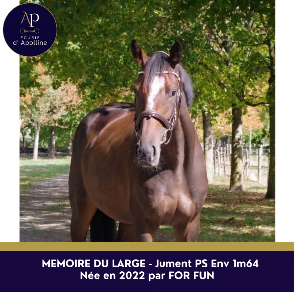 Mare English Thoroughbred For sale 2022 Bay