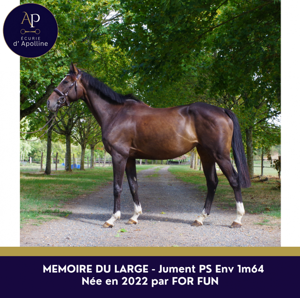 Mare English Thoroughbred For sale 2022 Bay