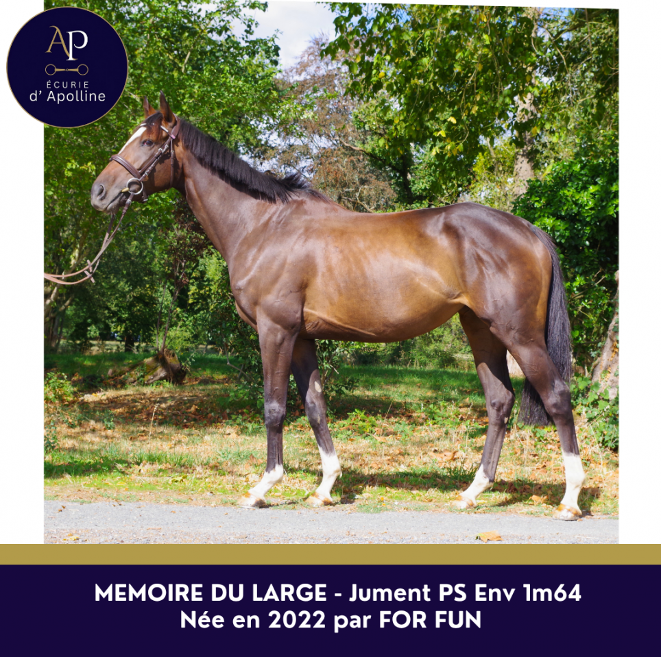 Mare English Thoroughbred For sale 2022 Bay