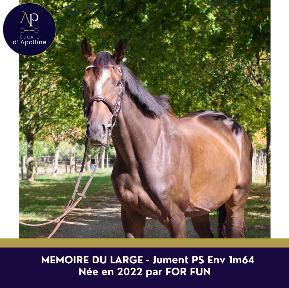 Mare English Thoroughbred For sale 2022 Bay