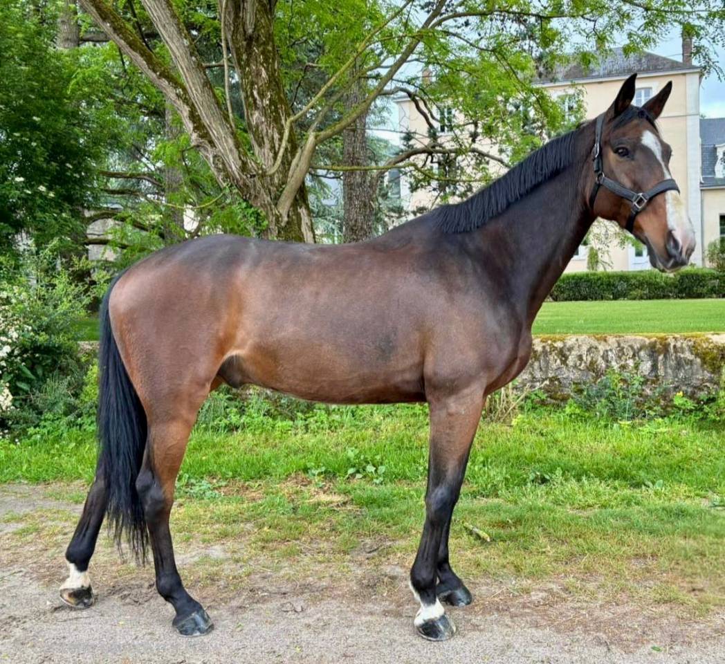 Gelding Selle Fran&ccedil;ais For sale 2016 Dark Bay