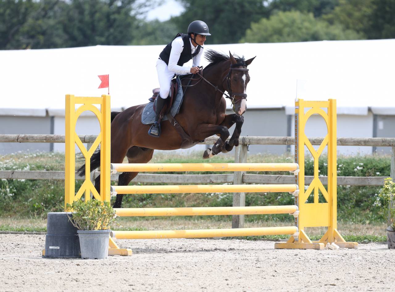 Gelding Selle Fran&ccedil;ais For sale 2016 Dark Bay