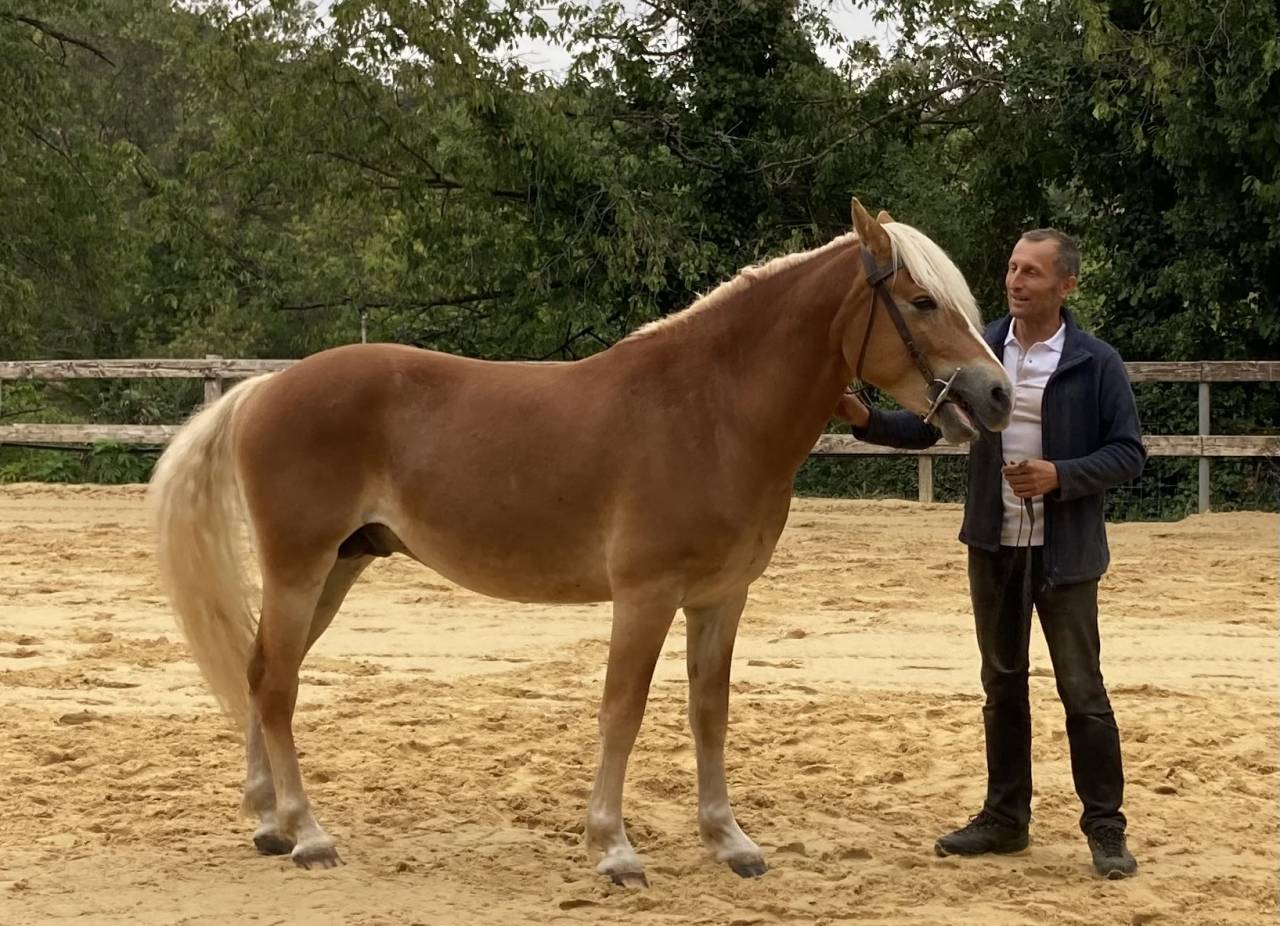 Gelding Haflinger For sale 2022 Chesnut