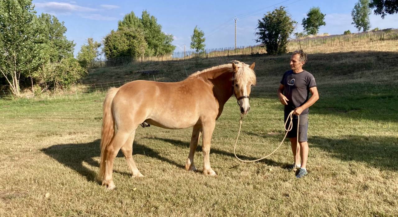 Gelding Haflinger For sale 2022 Chesnut
