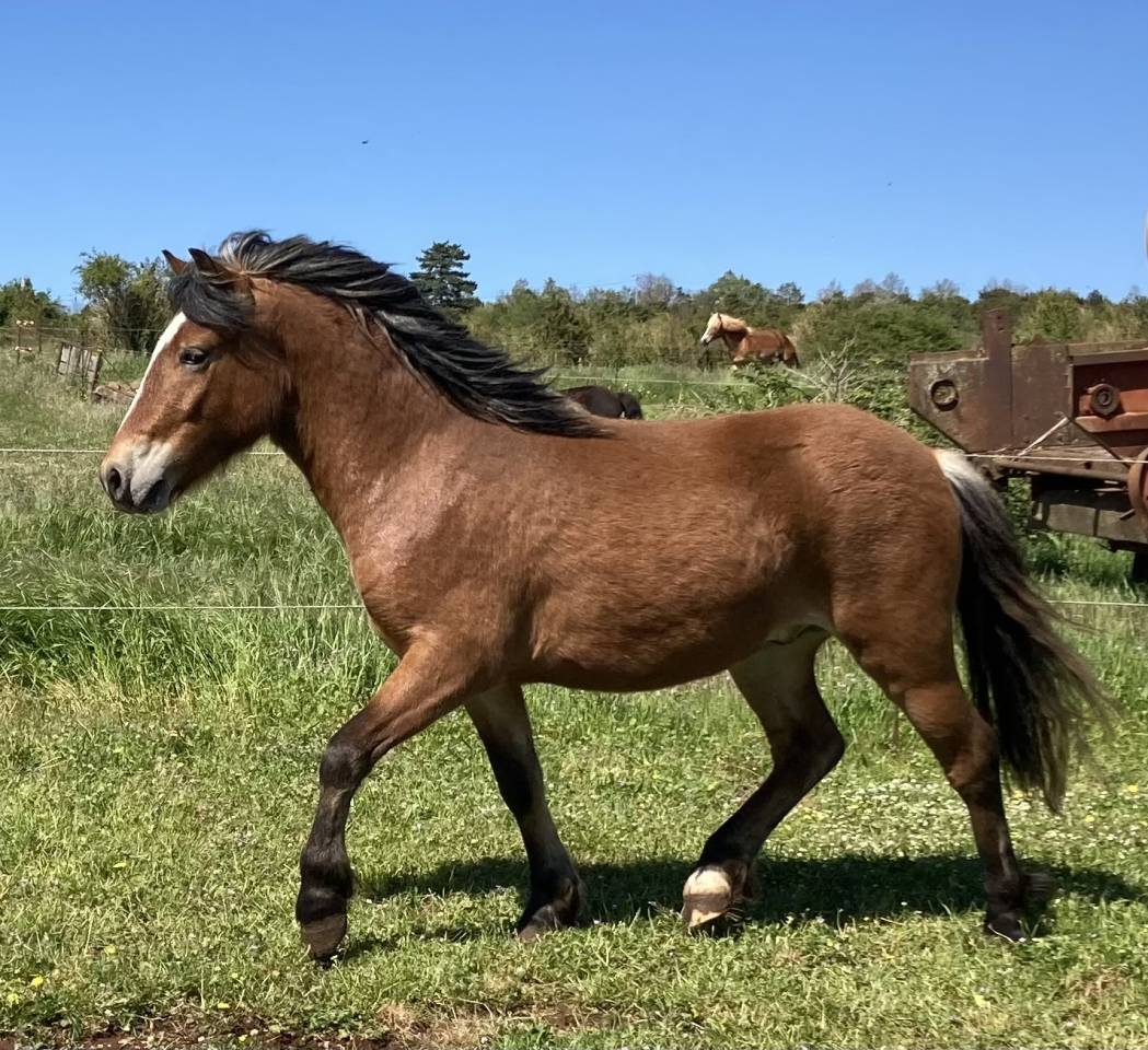 Gelding Welsh Pony (Section A) For sale 2023 Dark Bay