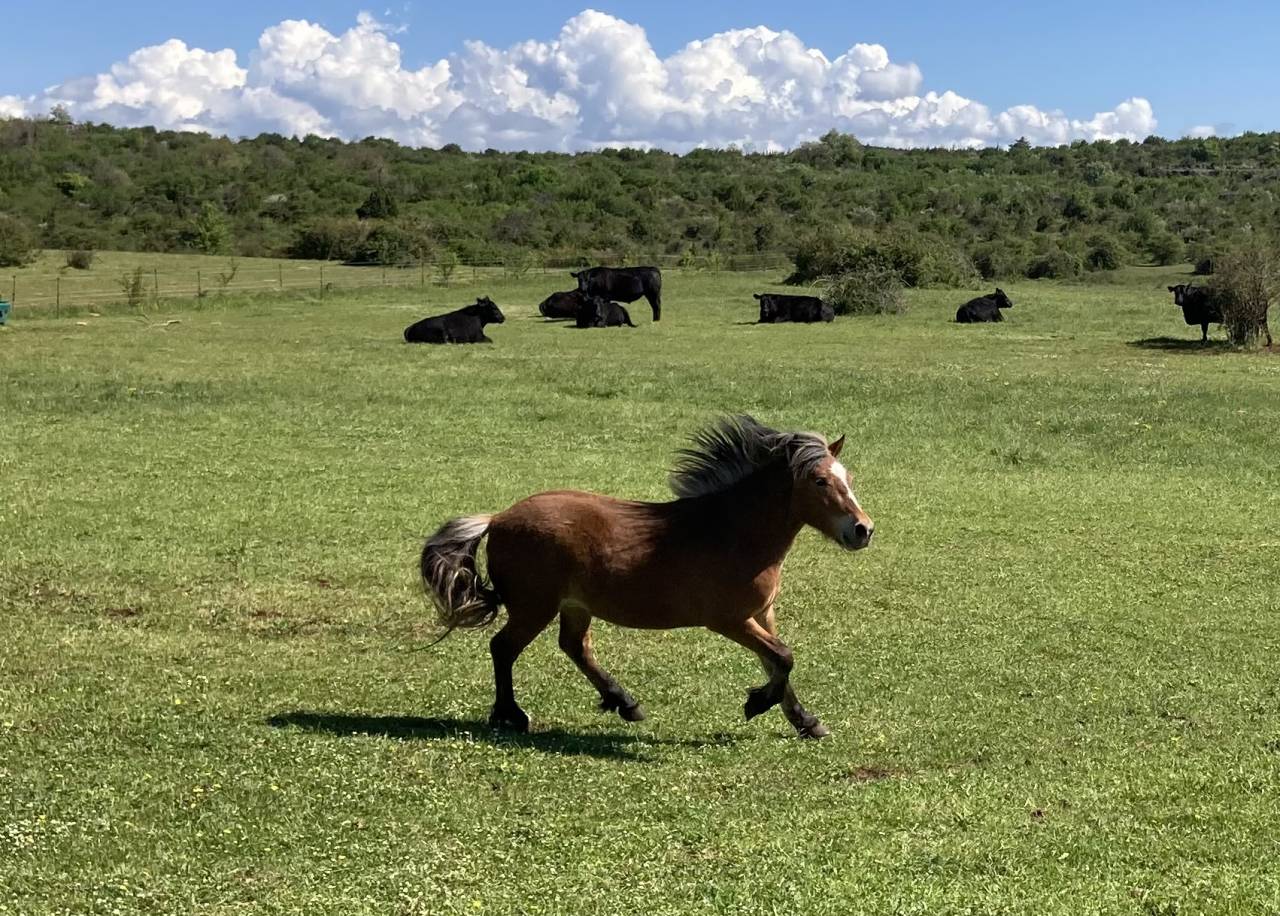 Gelding Welsh Pony (Section A) For sale 2023 Dark Bay