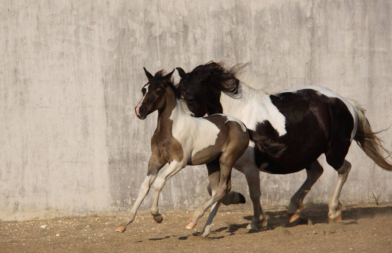 Colt Origin Recorded For sale 2026 Coloured