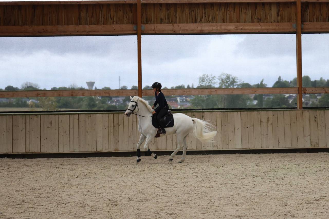 Gelding Connemara For sale 2017 White