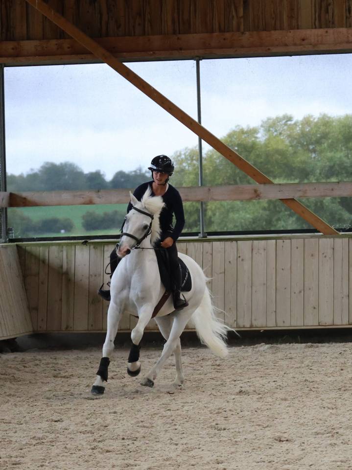 Gelding Connemara For sale 2017 White