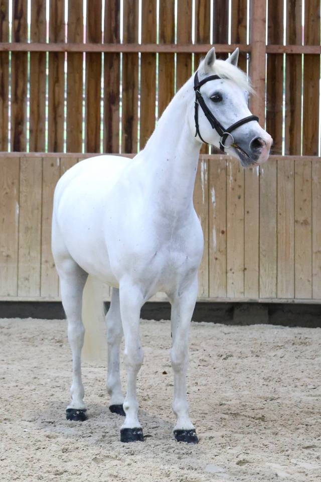 Gelding Connemara For sale 2017 White