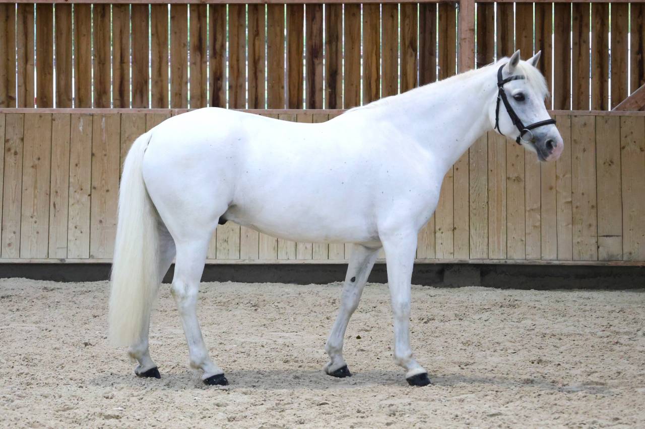 Gelding Connemara For sale 2017 White
