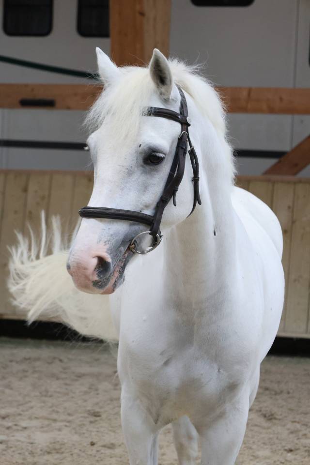 Gelding Connemara For sale 2017 White
