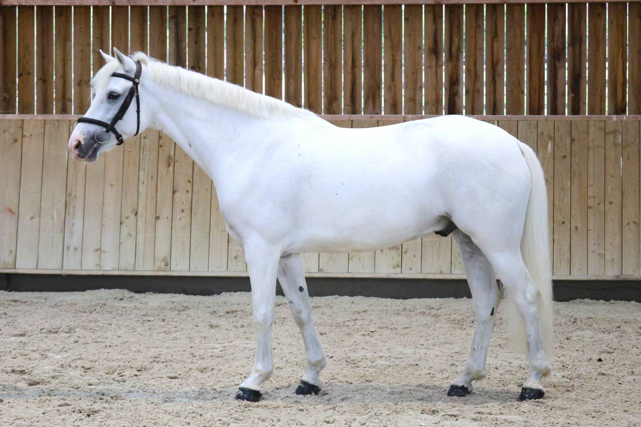 Gelding Connemara For sale 2017 White