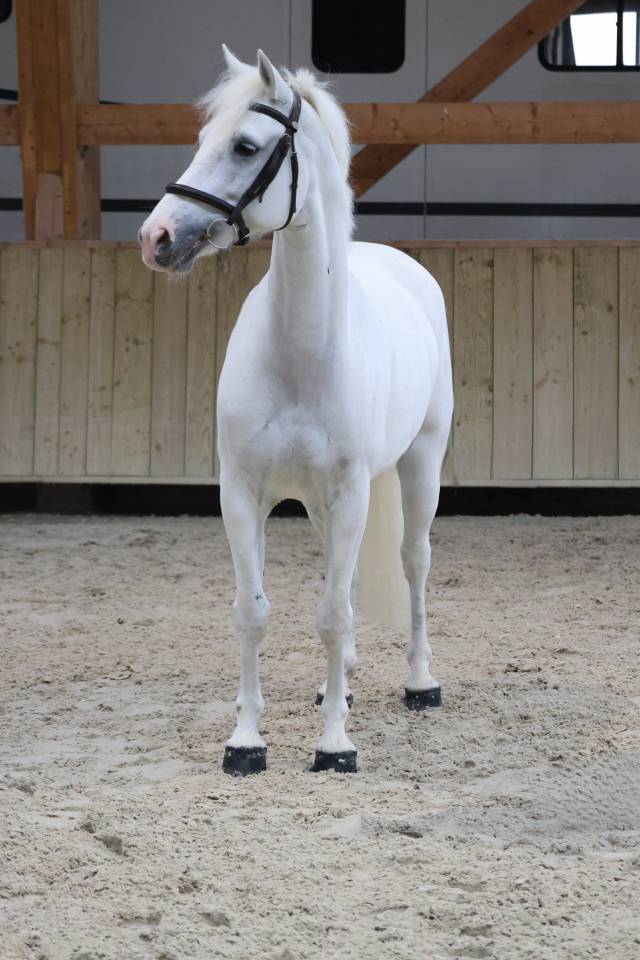 Gelding Connemara For sale 2017 White