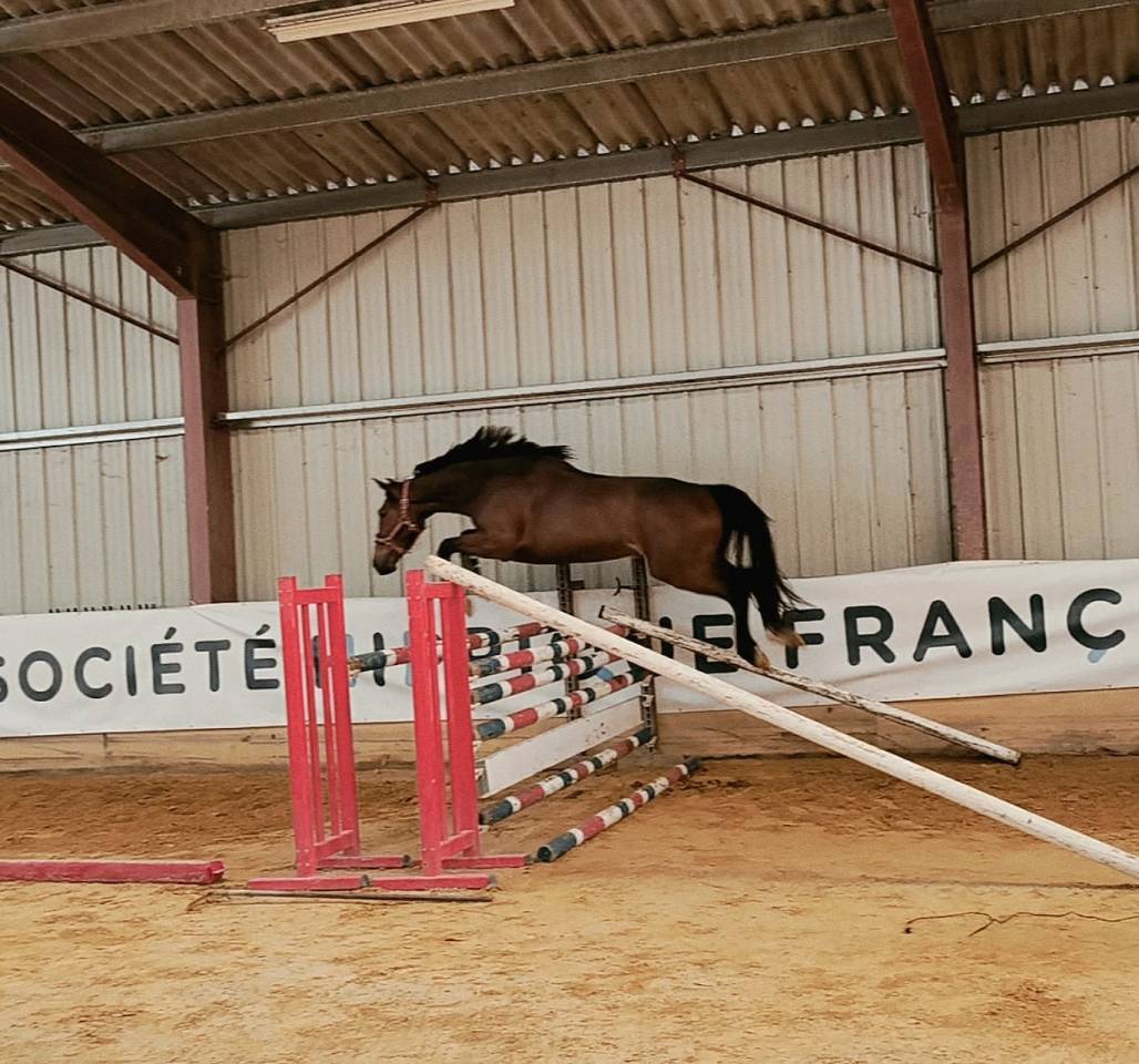 Mare Selle Fran&ccedil;ais For sale 2023 Bay