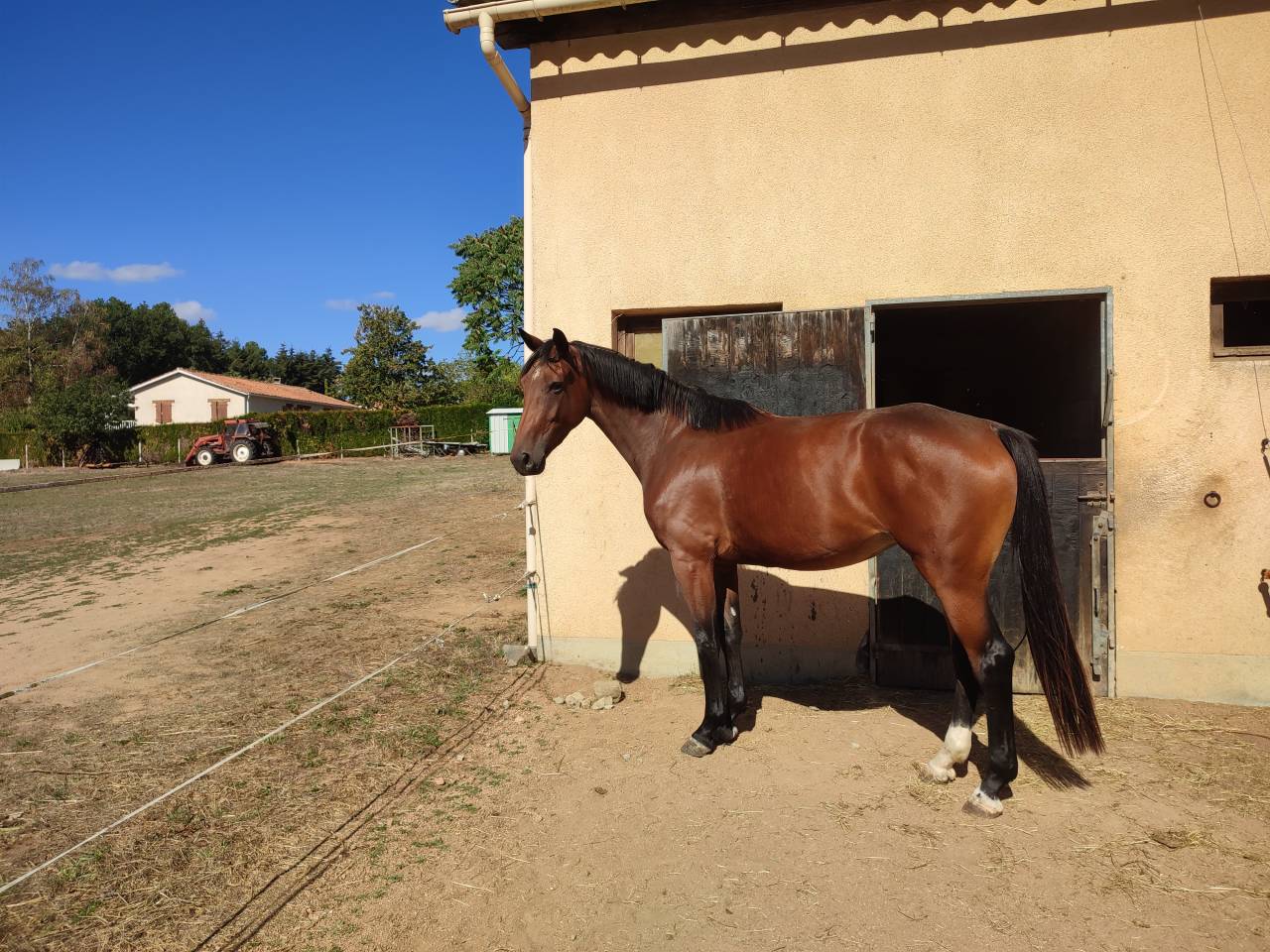 Mare Selle Fran&ccedil;ais For sale 2023 Bay