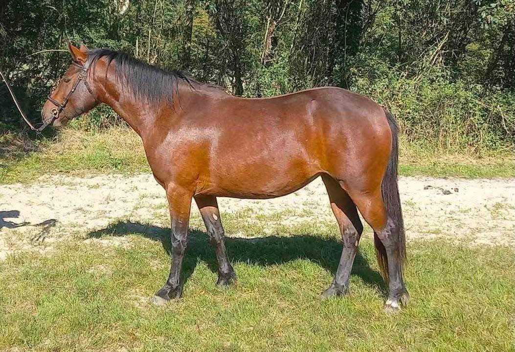 Mare Connemara For entrust 2022 Bay