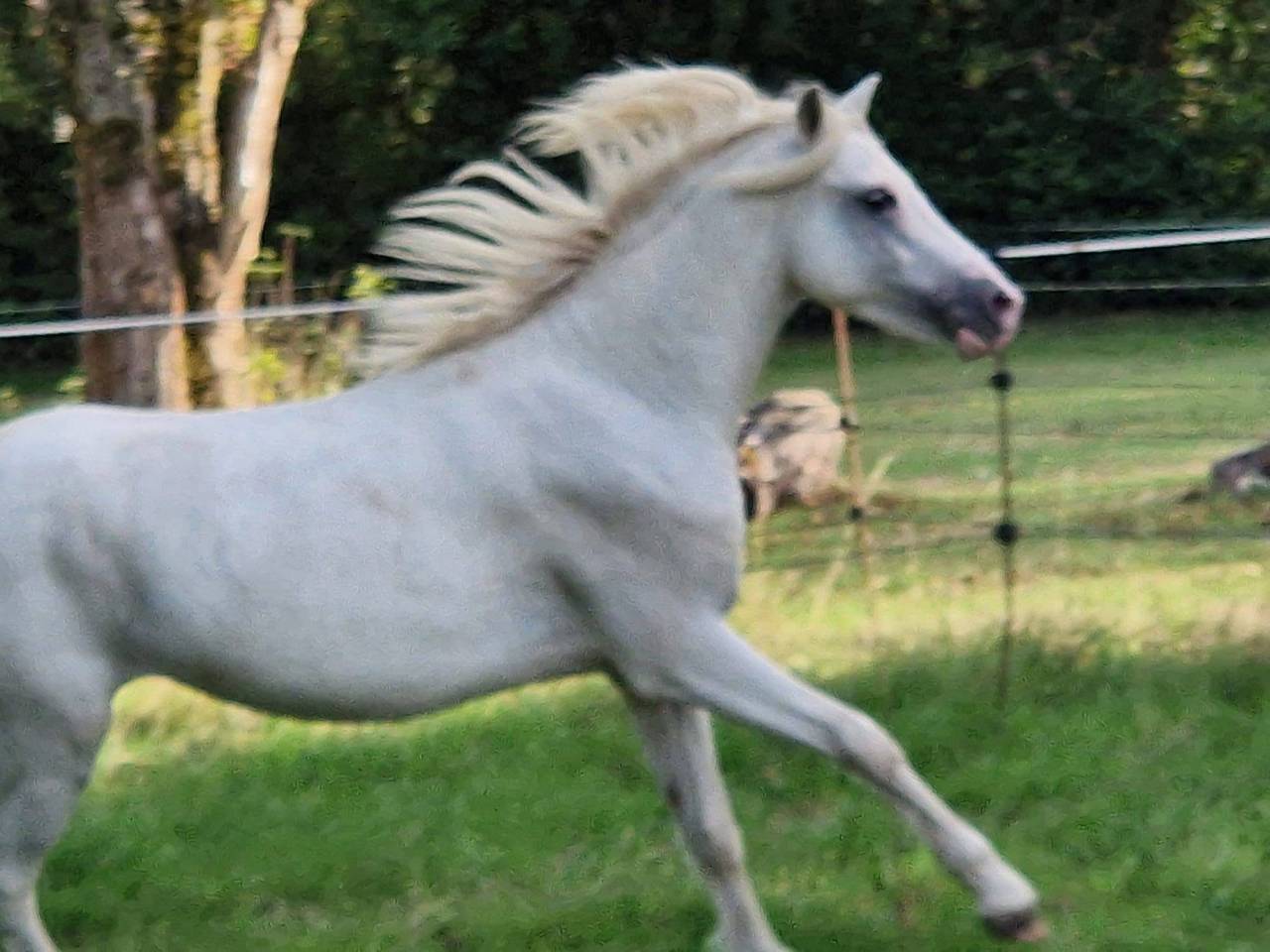Mare Connemara For entrust 2022 Bay