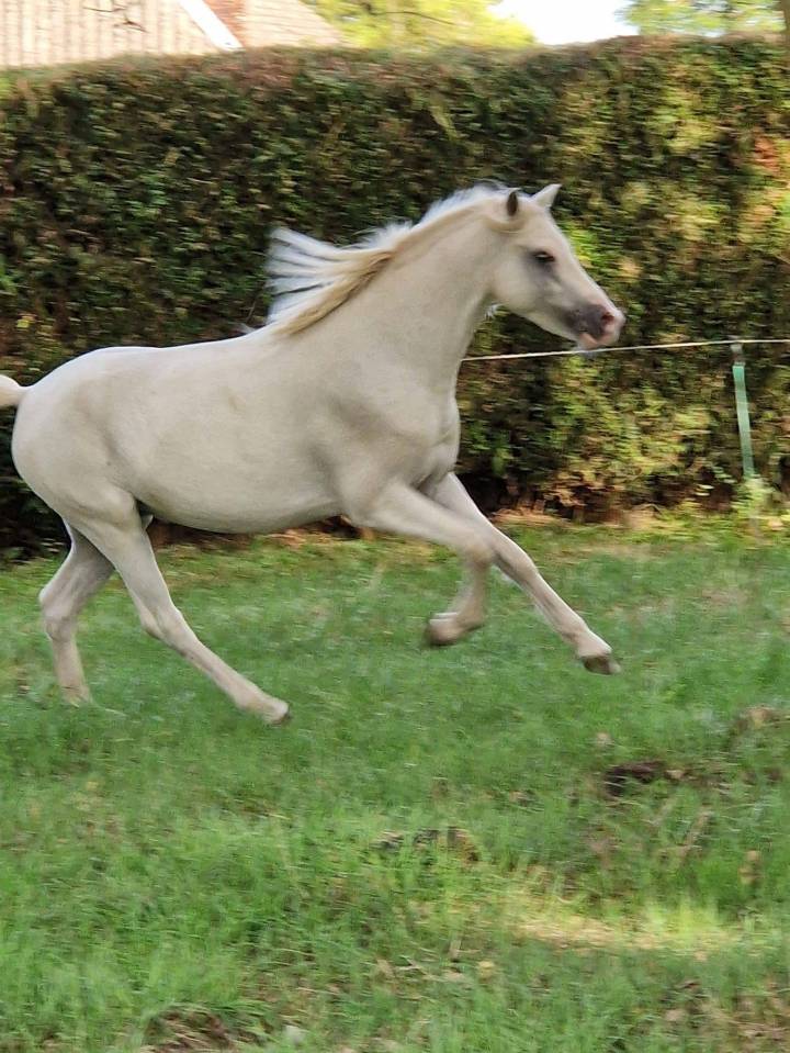 Mare Connemara For entrust 2022 Bay