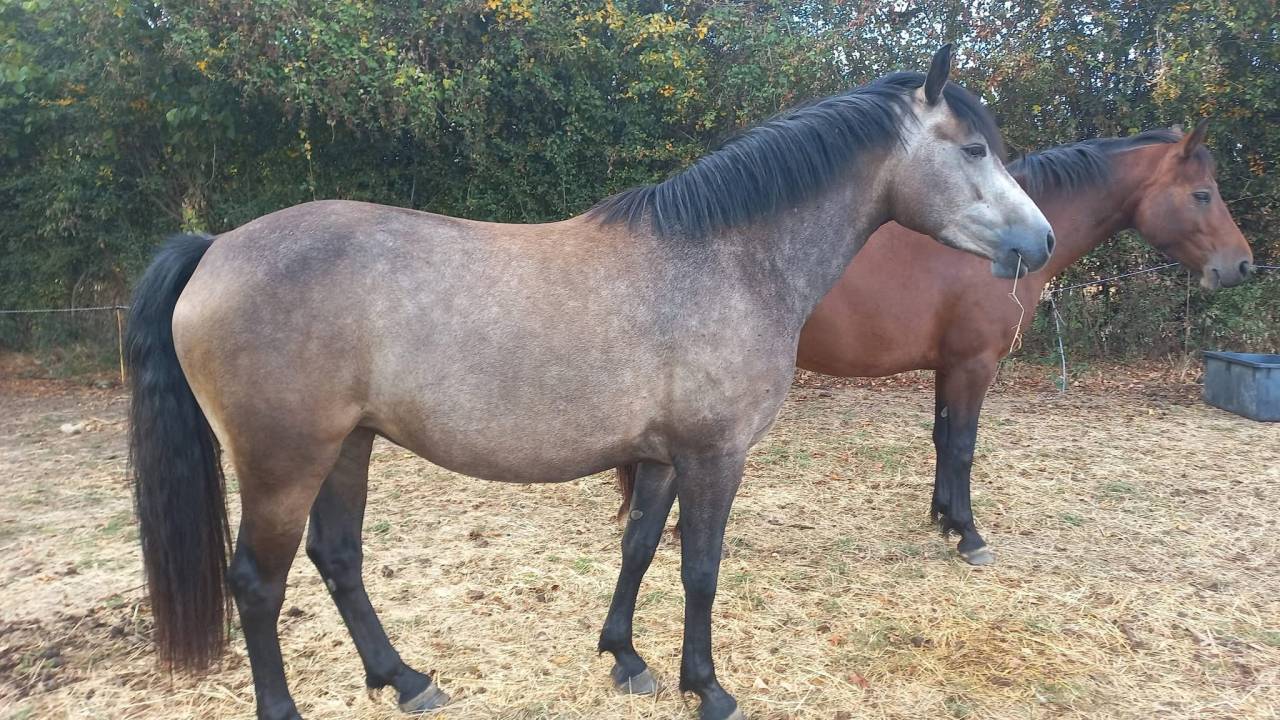 Mare Connemara For entrust 2022 Bay