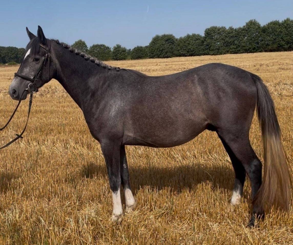 Mare Connemara For entrust 2022 Bay