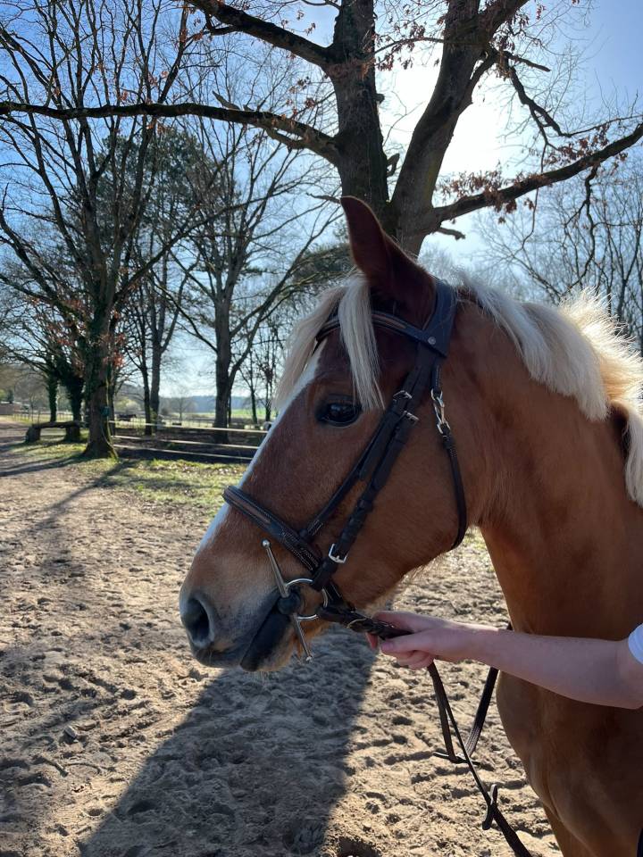 Gelding Welsh Part Bred For sale 2022 Other color
