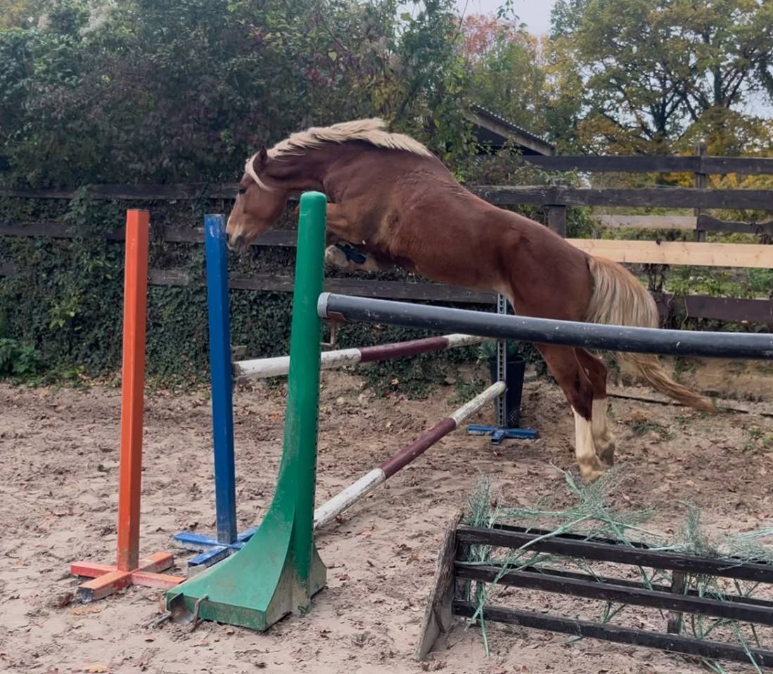 Gelding Welsh Part Bred For sale 2022 Other color
