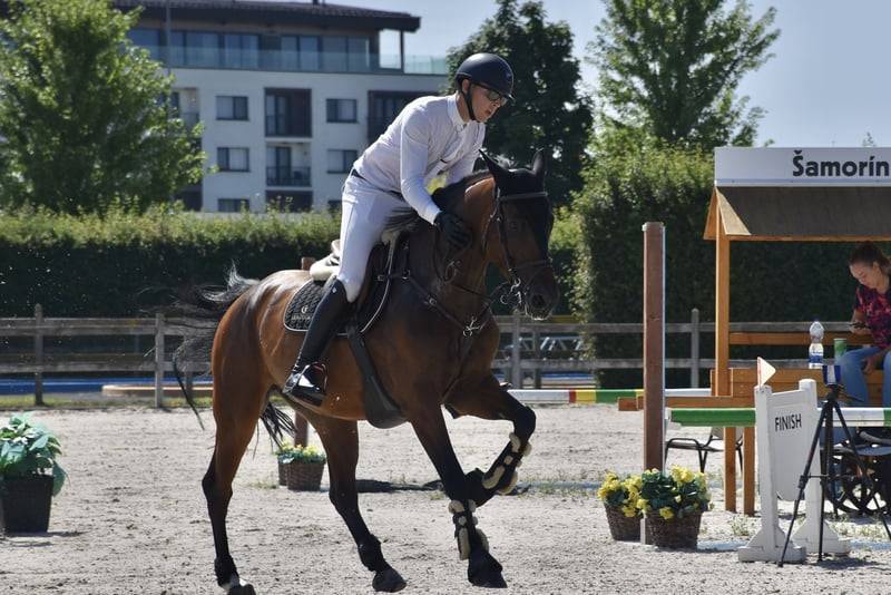 8 years old broodmare for sale