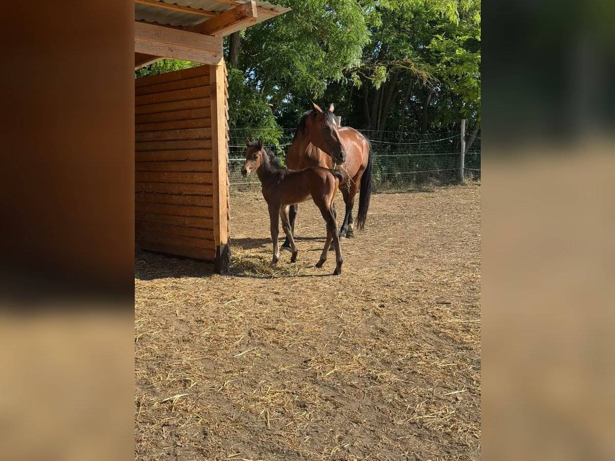 8 years old broodmare for sale