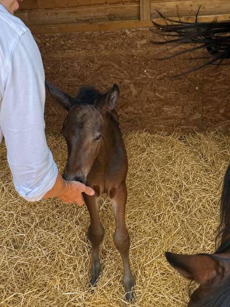 8 years old broodmare for sale