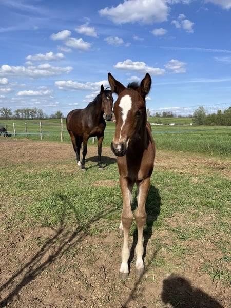 8 years old broodmare for sale