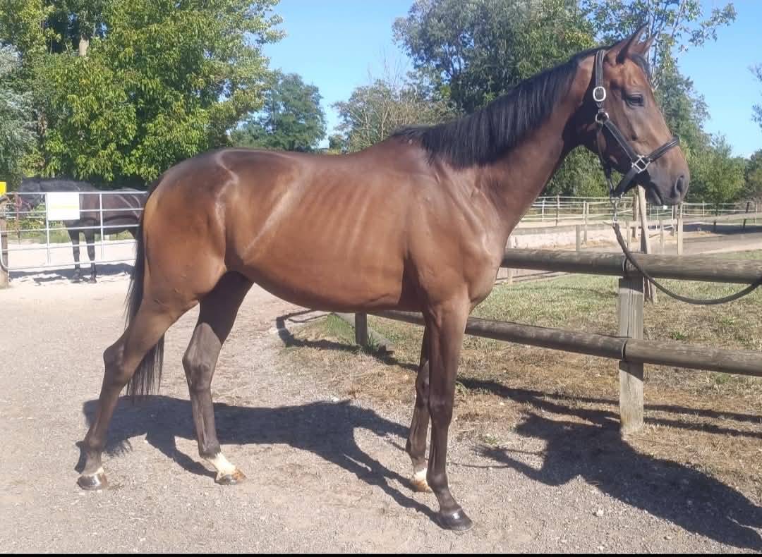 Gelding Thoroughbred For sale 2023 Bay